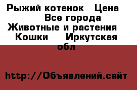 Рыжий котенок › Цена ­ 1 - Все города Животные и растения » Кошки   . Иркутская обл.